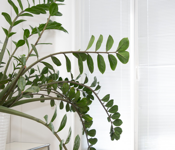 Grüne Pflanze als Dekoration in einem Raum